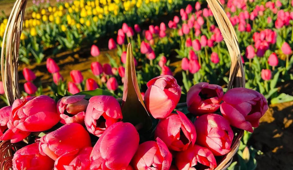 Holland-Esque Floral Paradise And U-Pick Texas Tulip Field Reopens For Season – 4.5 Hours Away From Houston