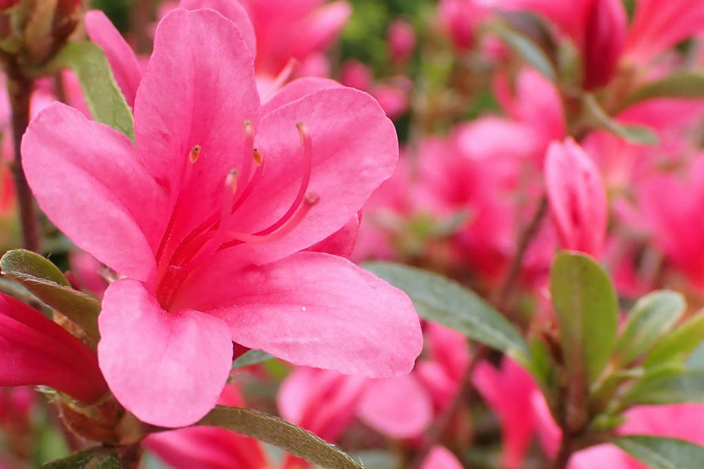 Image shows a close-up of Azaleas.