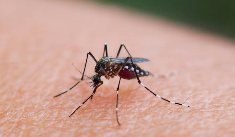 ¡Fuera, mosquitos!: Houston se sitúa entre las ciudades con mayor infestación de mosquitos de EE. UU.