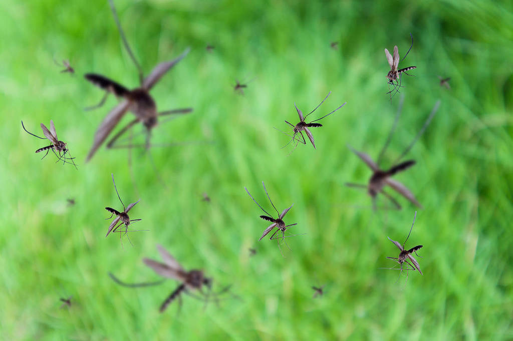 La imagen muestra mosquitos volando con césped de fondo. 