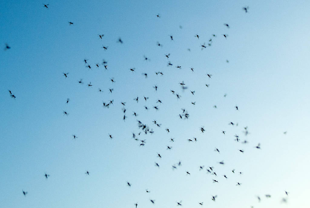 La imagen muestra mosquitos volando por el cielo. 