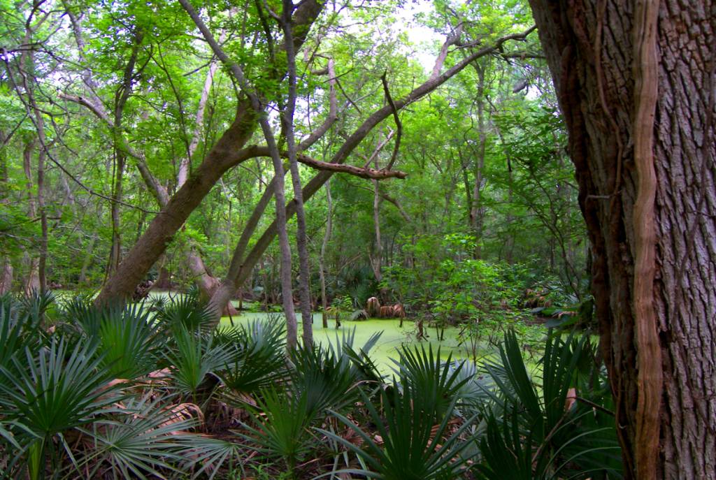 La imagen muestra el follaje del Parque Estatal de Palmetto, en Texas.