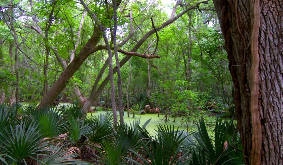The state park 2 hours from Houston that looks like a tropical jungle — featuring scenic trails &amp; swimming holes