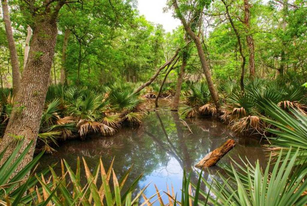La imagen muestra un paisaje pantanoso del Parque Estatal de Palmetto
