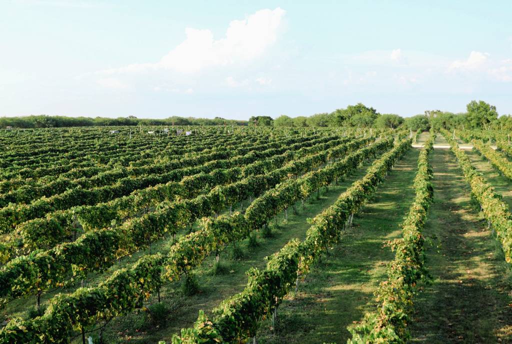 La imagen muestra el viñedo de la bodega Messina Hof en Bryan, Texas.