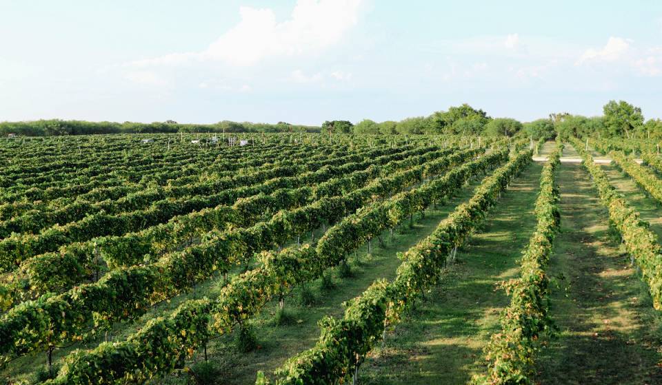 Esta encantadora bodega cerca de Houston organiza un increíble festival de la vendimia en el que podrás pisar uvas y degustar vinos galardonados este mes de julio