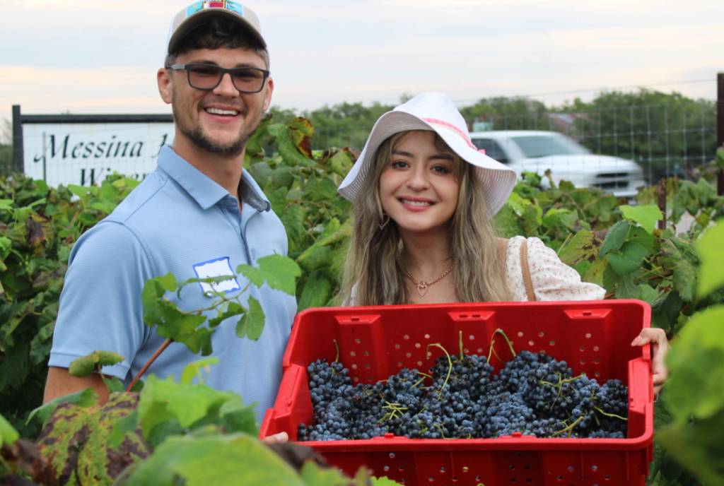 La imagen muestra a una pareja sosteniendo un cubo de uvas en el viñedo de Messina Hof. 