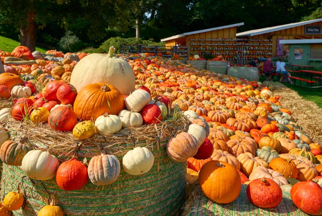 La imagen muestra un huerto de calabazas.