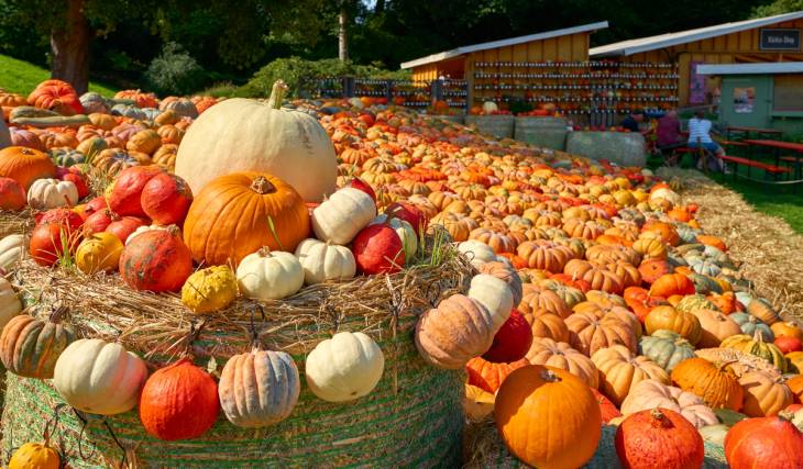Located just 45 minutes from Houston, a massive 115-acre farm is kicking off its ‘Texas-sized’ fall festival this weekend with an 8-acre corn maze and Wizard Butter Brew
