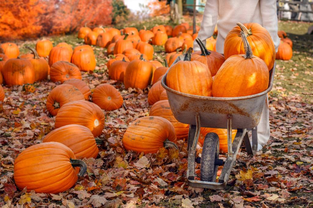 La imagen muestra un huerto de calabazas con alguien llevando calabazas en una carretilla.