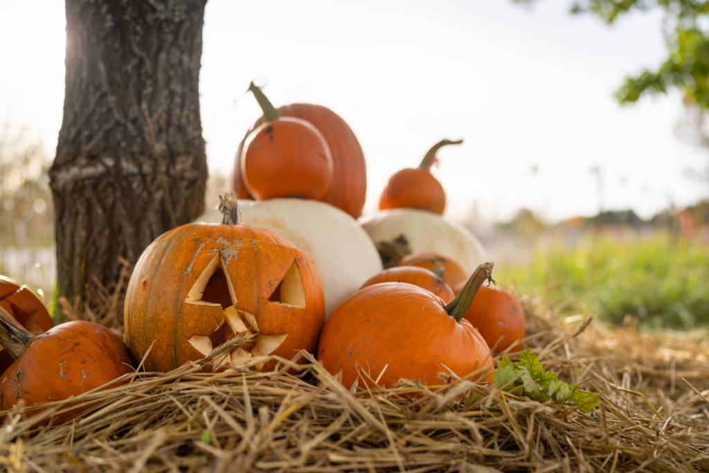 La imagen muestra un huerto de calabazas genérico con una calabaza de Halloween en primer plano. 