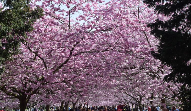 The Gorgeous Cherry Blossom At Bispebjerg Kirkegård Is Finally In Bloom