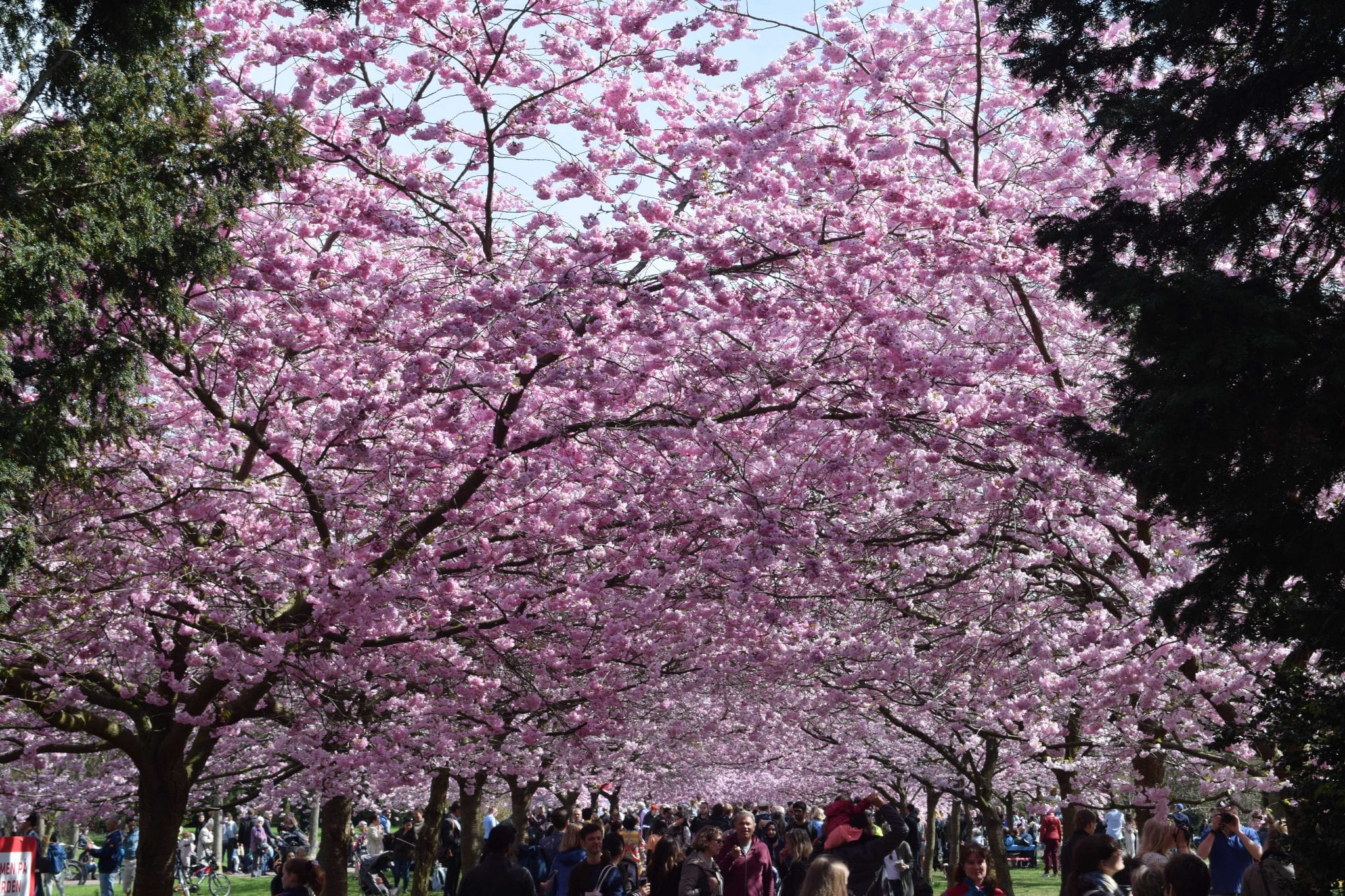 The Gorgeous Cherry Blossom At Bispebjerg Kirkegård Is Finally In