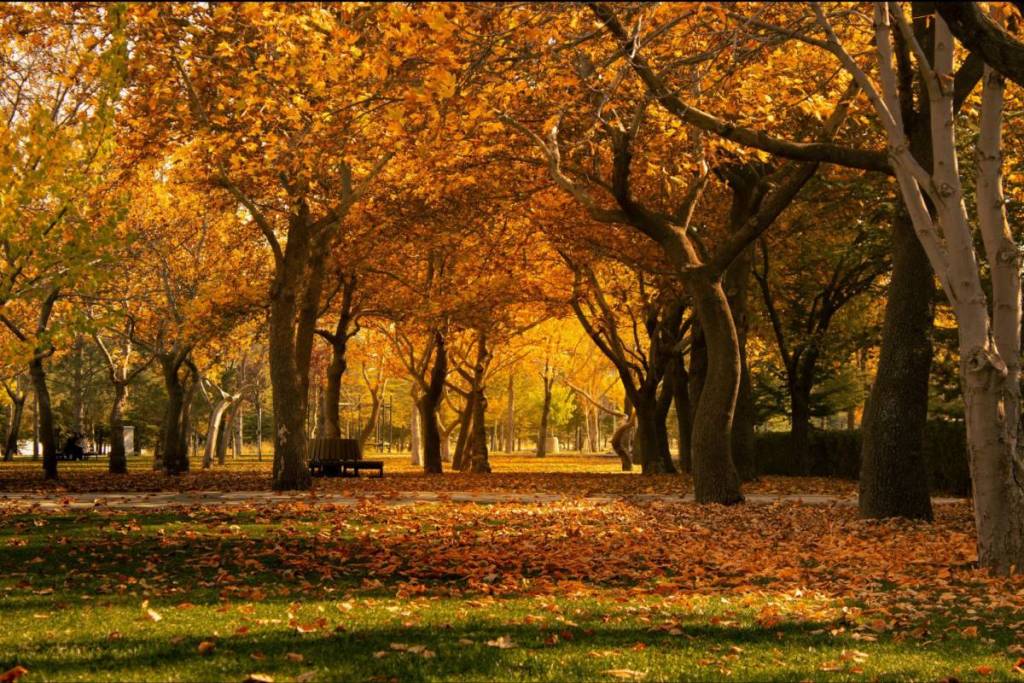 Herbstlicher Park in Köln.