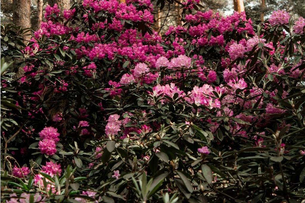 Rhododendronblüten im Mai.