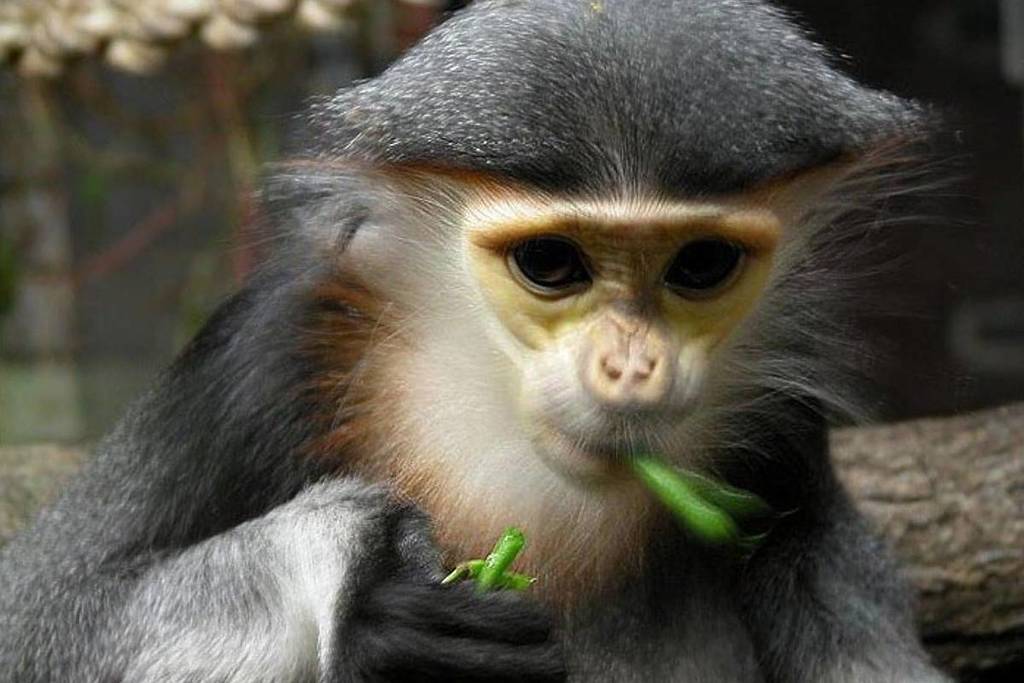 You can see monkeys at the Cologne Zoo.