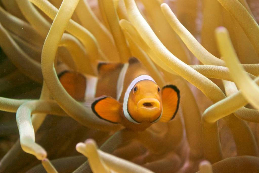 Ein Clownfisch