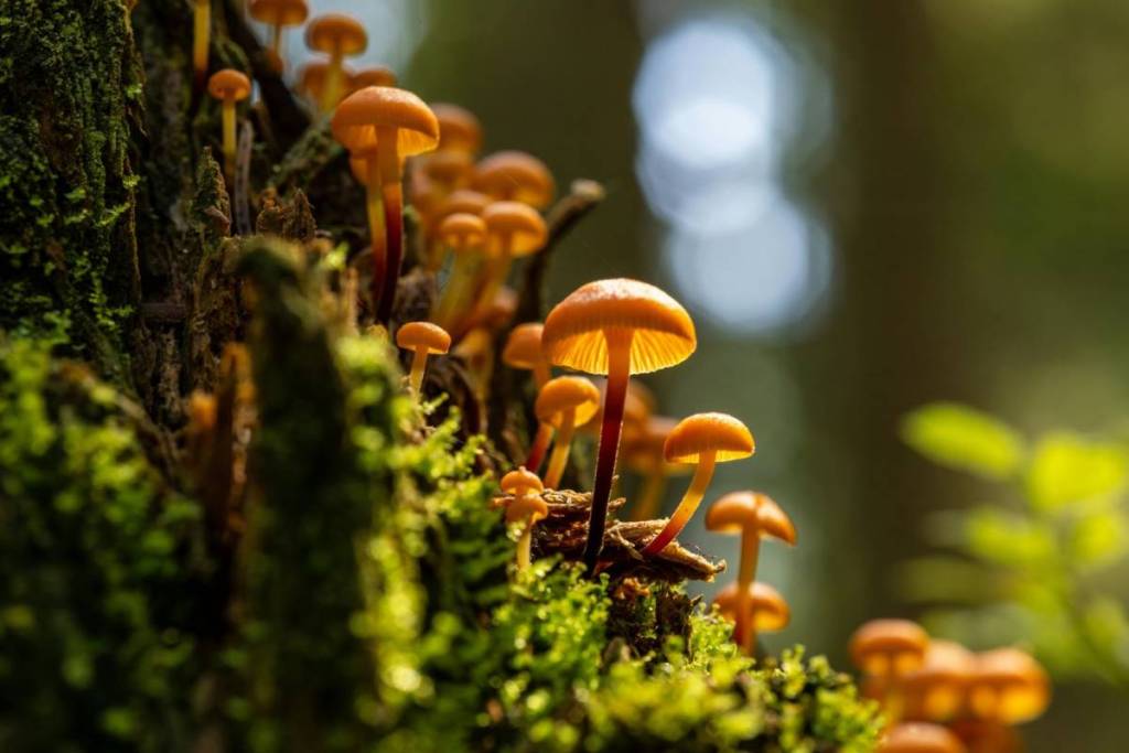Geführte Pilz-Exkursion im Wald