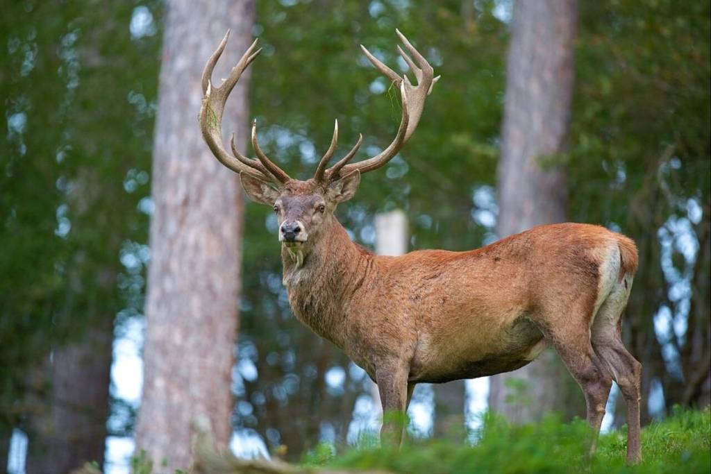 Ein Rothirsch im Wildpark Dünnwald.