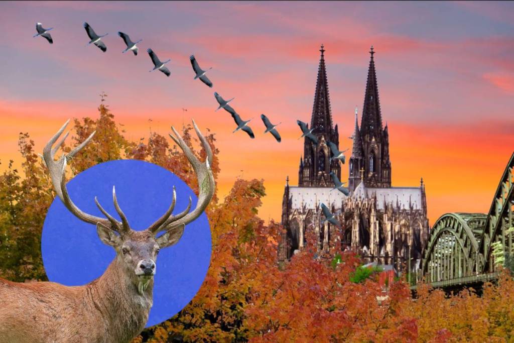 Autumnal Cologne Collage