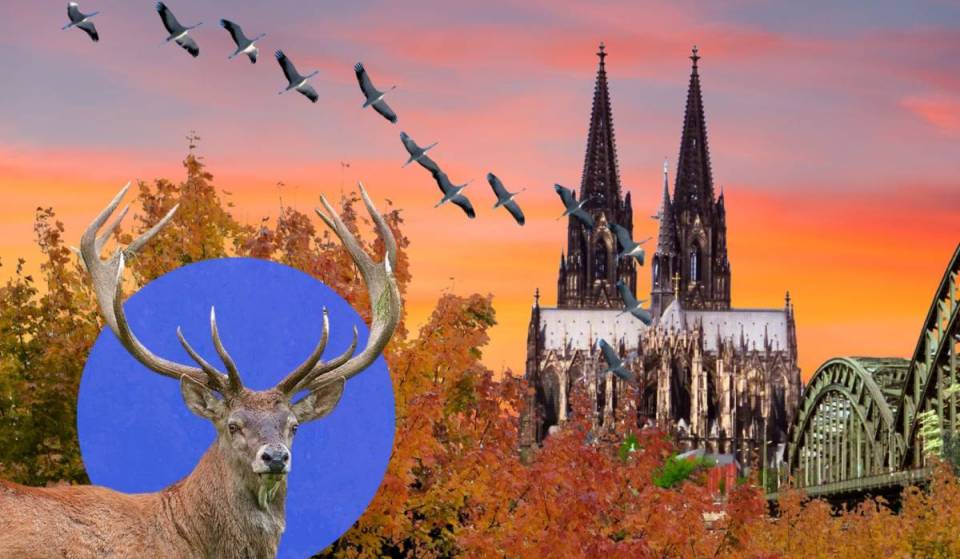 10 perfekte Aktivitäten für euren Herbst in Köln. Tolle Events in der Stadt und wunderschöne Erlebnisse in der Natur