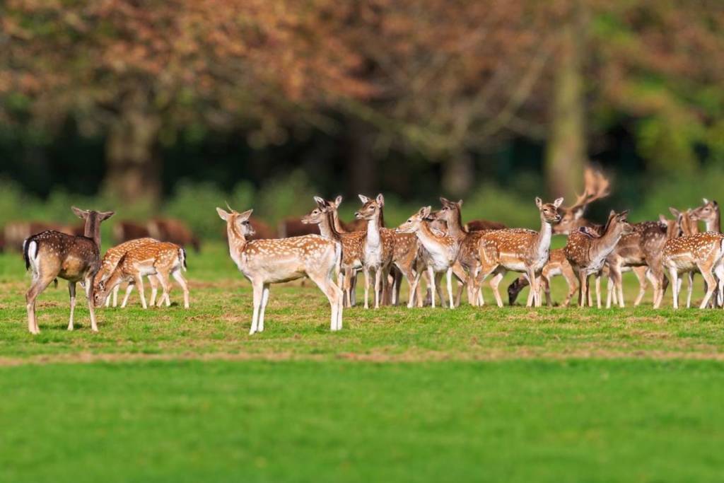 Rehe im Lindenthaler Tierpark in Köln