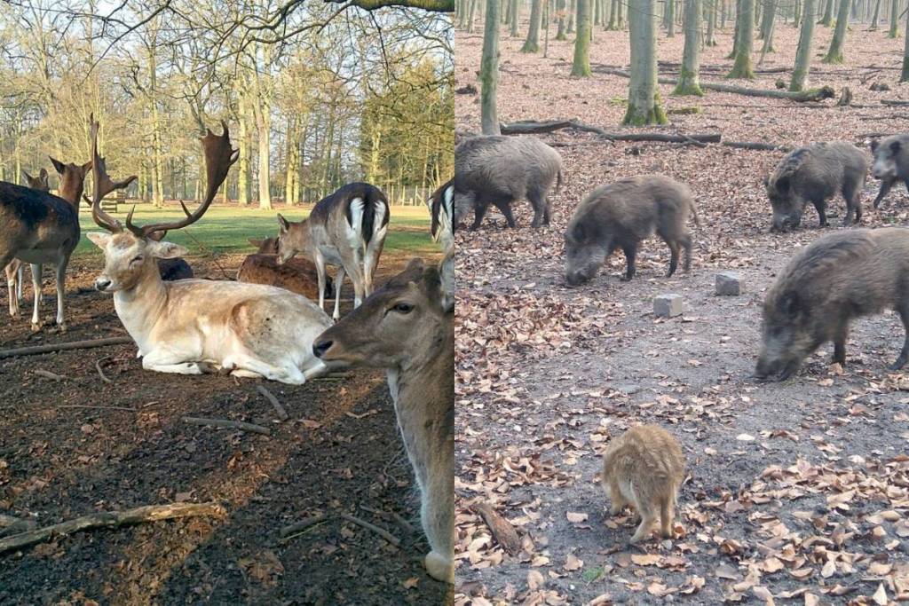Waldtiere im Wildpark Dünnwald bei Köln