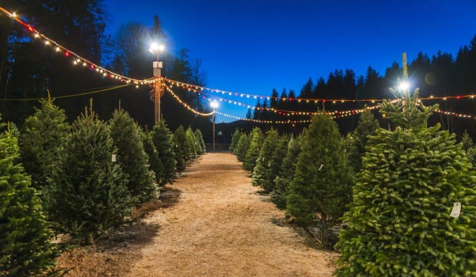 4 Christmas Tree Farms Near Las Vegas For The Perfect Fir