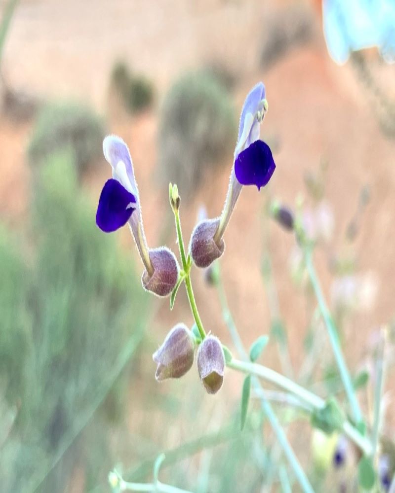 paperbag purple wildflower