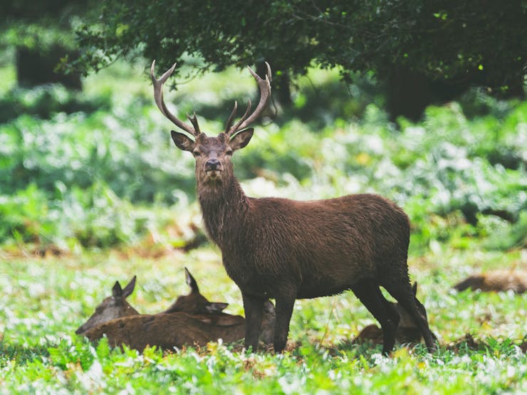 deer and babies in forest