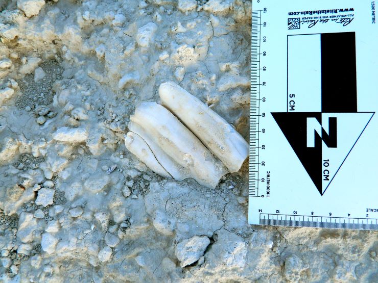 a camel tooth