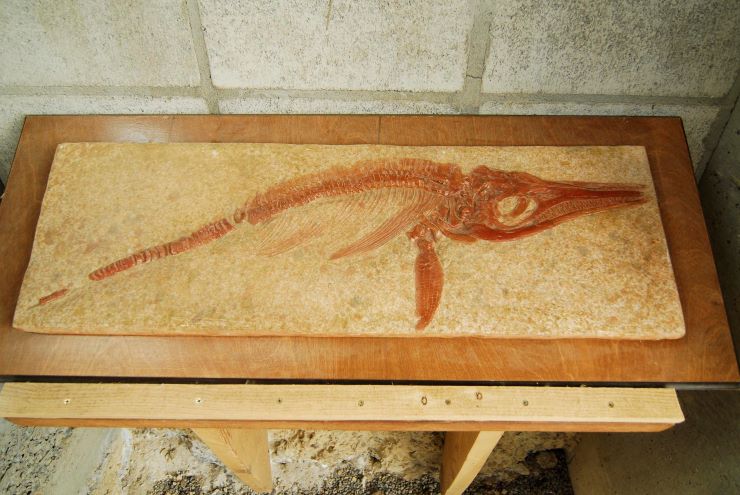Ichthyosaur remains