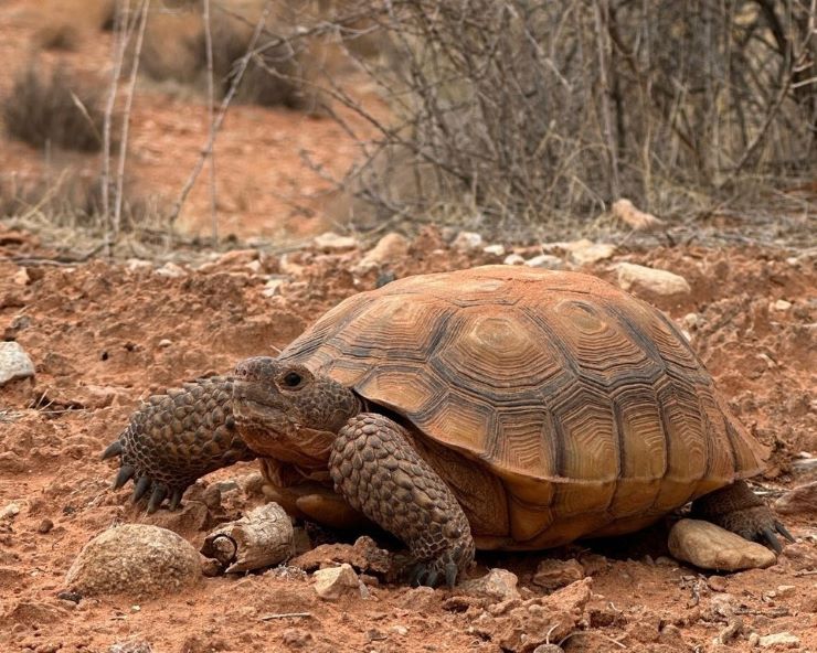 desert tortoise