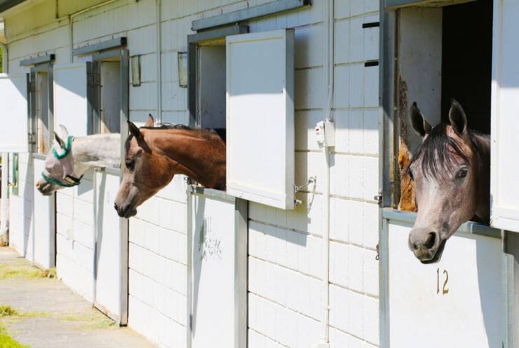 horses in white stables