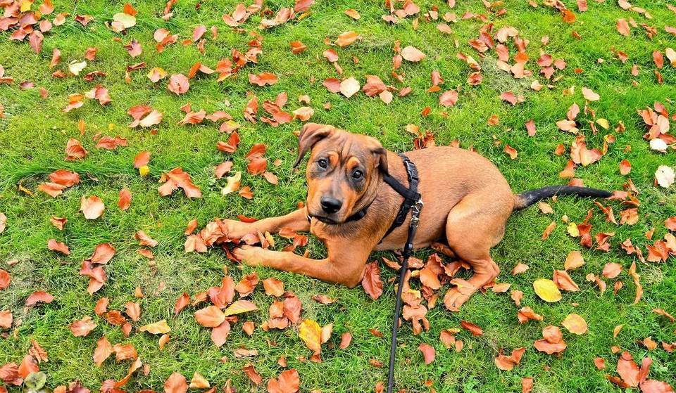 East Las Vegas Is Breaking Ground On A Pawsome New Dog Park