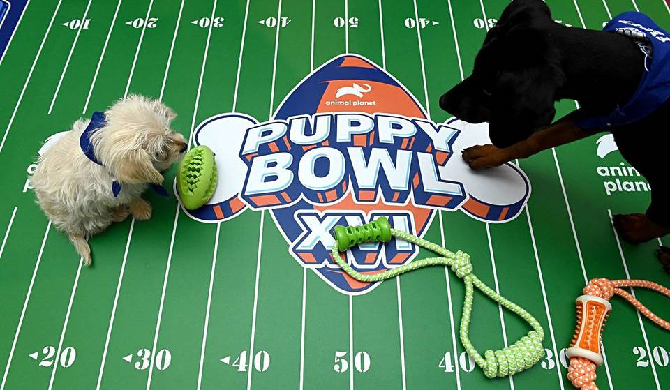 Meet Dumpling, The Vegas Native Proudly Representing Nevada At Puppy Bowl XXII