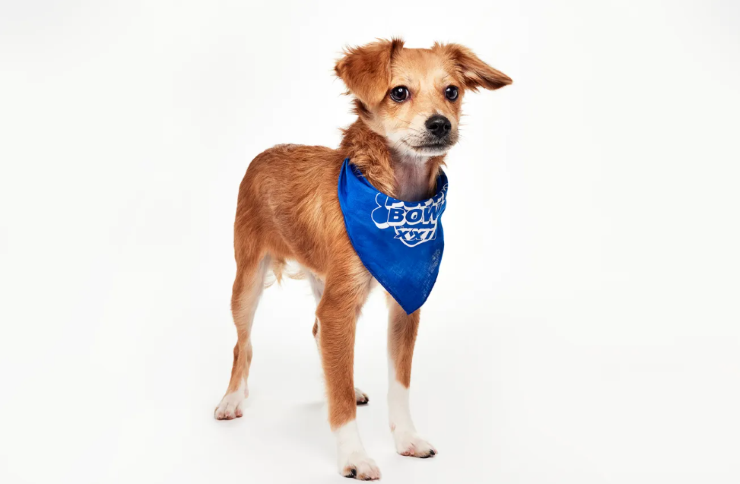 Dumpling at puppy bowl