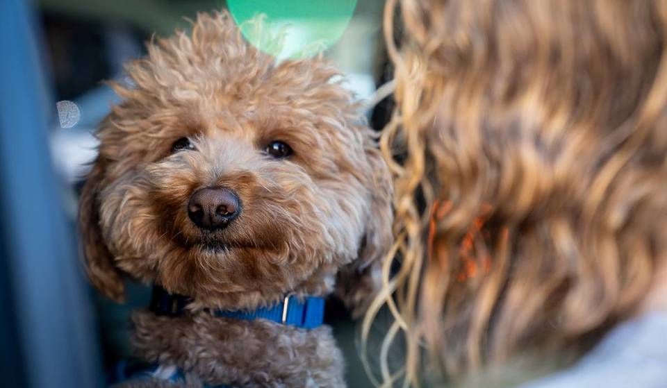 This 2-Year-Old Goldendoodle Was Abandoned At The Las Vegas Airport — Now He Has A First-Class Forever Home With The Officer Who Rescued Him