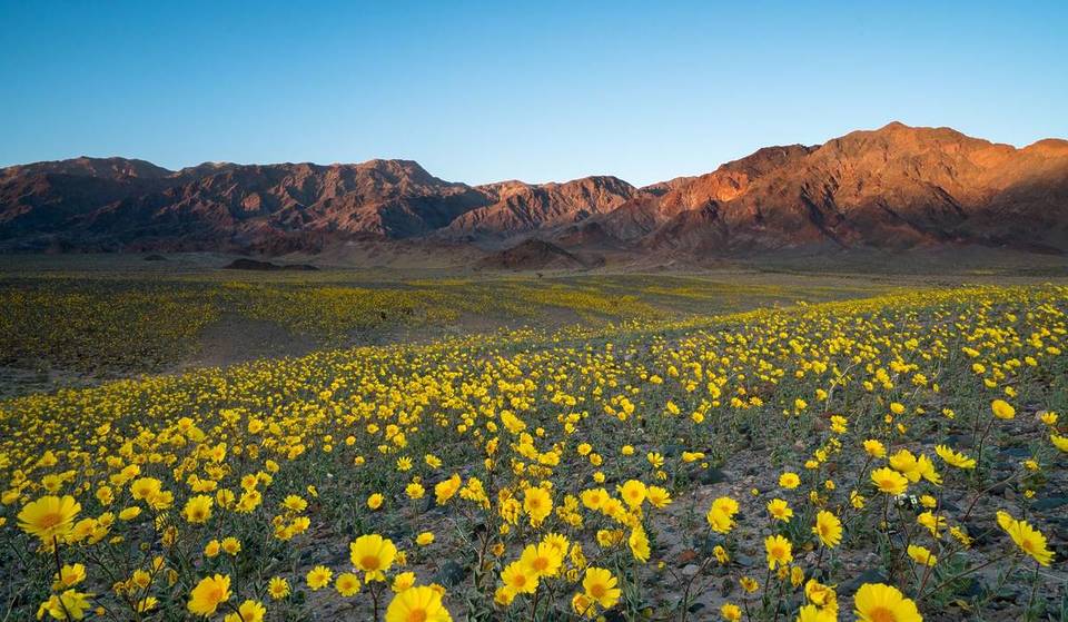 A Historic Superbloom Has Transformed Death Valley Into A Floral Wonderland — Here’s Where To See The 10-Year Phenomenon