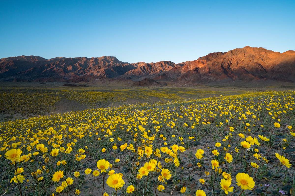 Superfloración amarilla en el Valle de la Muerte