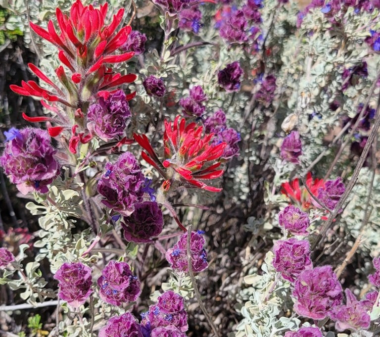 red purple and white flowers at Red Rock Canyon in Vegas