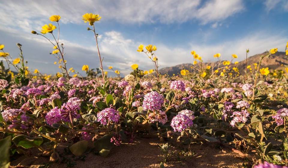 Where To See Stunning Desert Wildflowers Near Vegas This Spring 2026