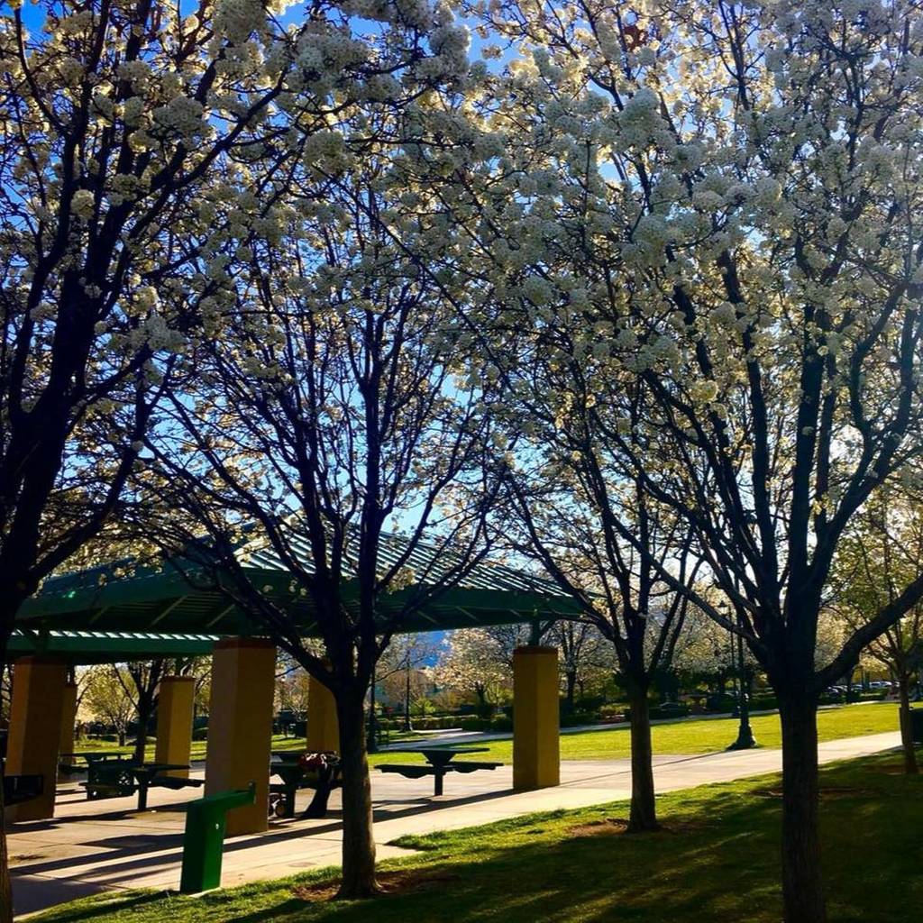 pear blossoms in bloom at The Gardens Park at Summerlin