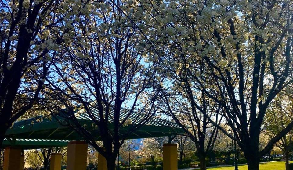Stunning Pear Blossoms Have Taken Over This Park In Summerlin, But The Show Only Lasts A Few Days