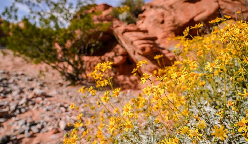 The Nevada Desert Just Exploded With Bright Pink And Yellow Spring Blooms, And It’s Only 45 Minutes From The Strip