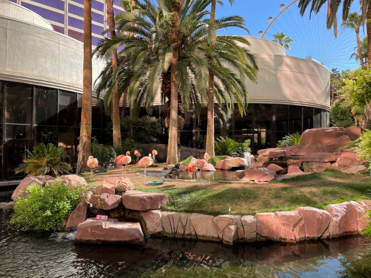 flamingos in Vegas