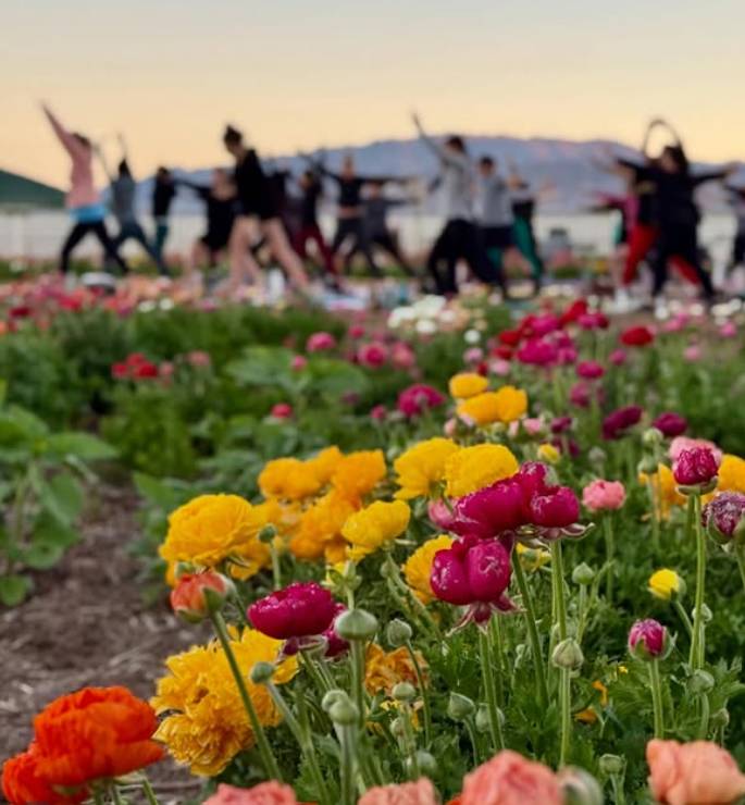 yoga classes at a farm