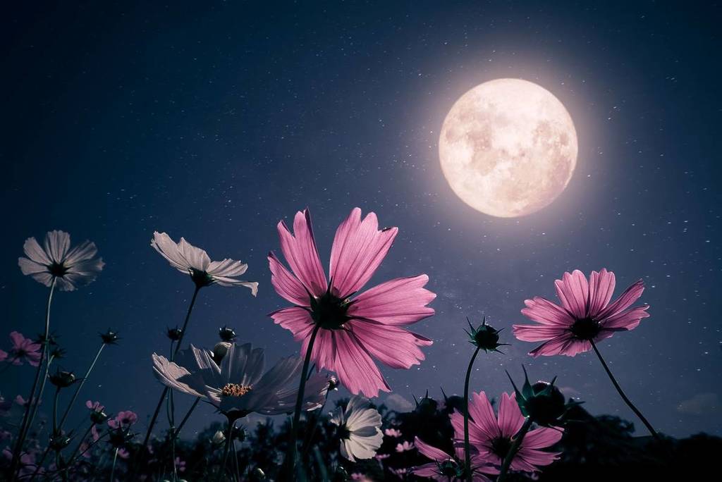 moon next to pink flowers