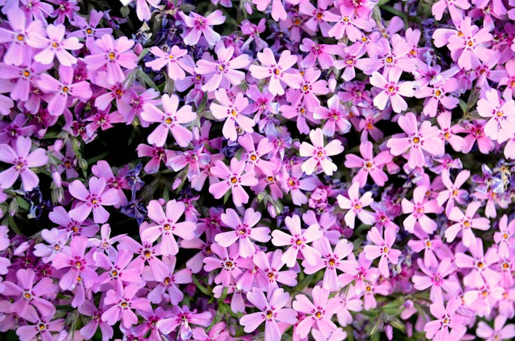 pink phlox flowers in bloom