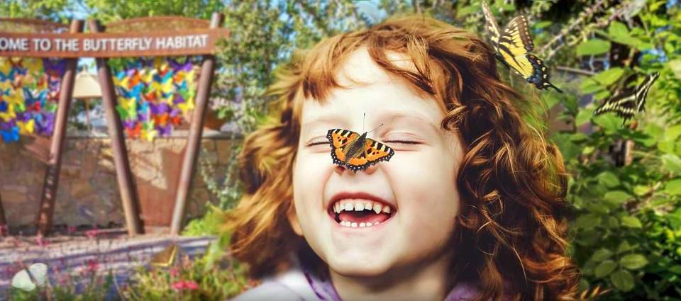 This Off-Strip Vegas Oasis Just Fluttered Back To Life, Offering A Peaceful Escape Filled With Hundreds Of Butterflies